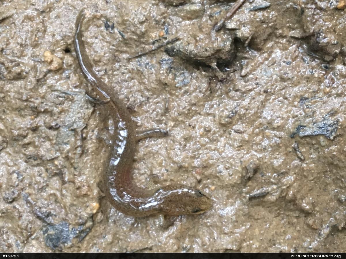 Northern Red Salamander