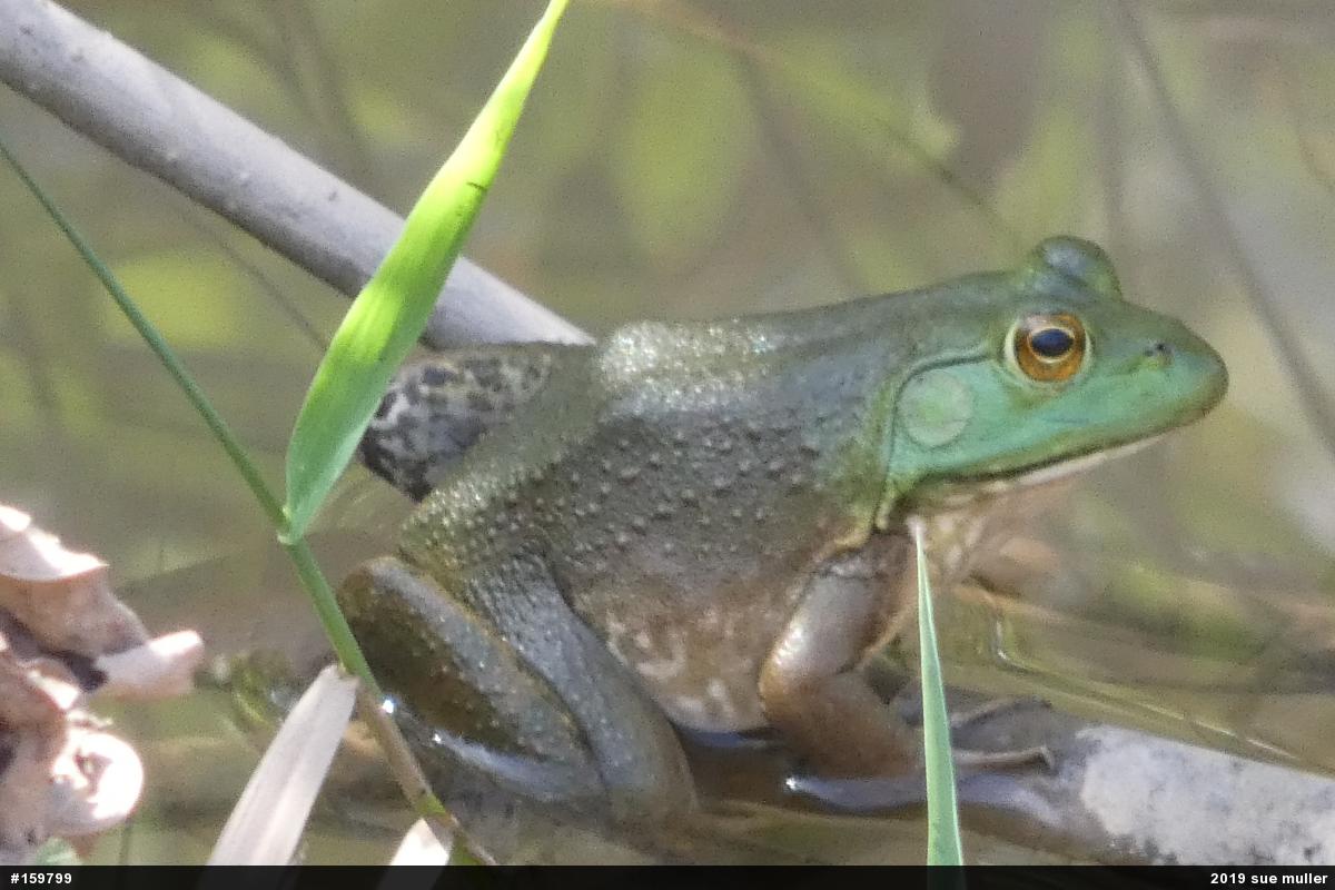 American Bullfrog