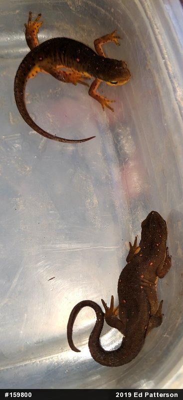 Red-spotted Newt