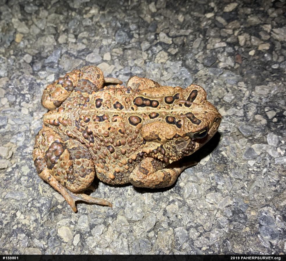 Eastern American Toad