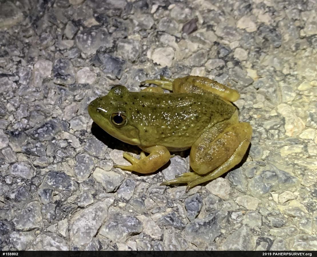 American Bullfrog