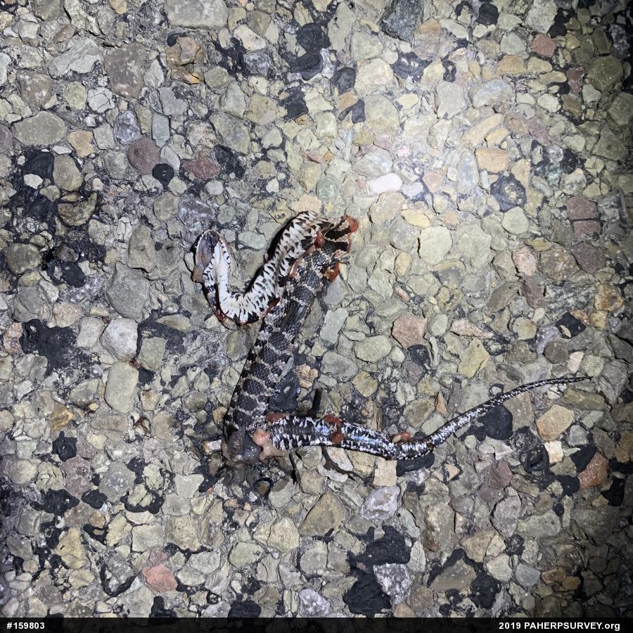 Northern Watersnake