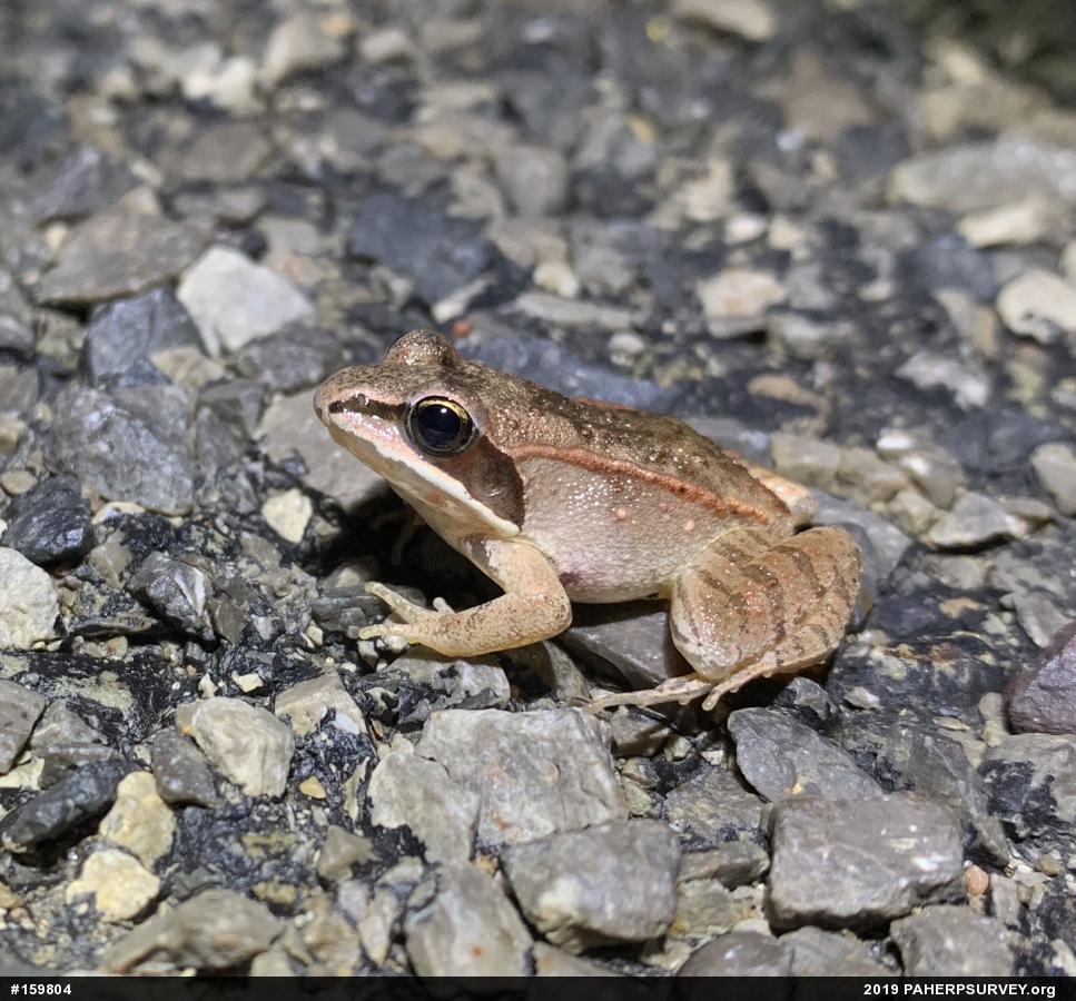 Wood Frog
