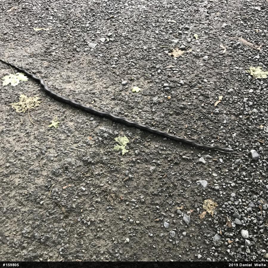 Eastern Ratsnake