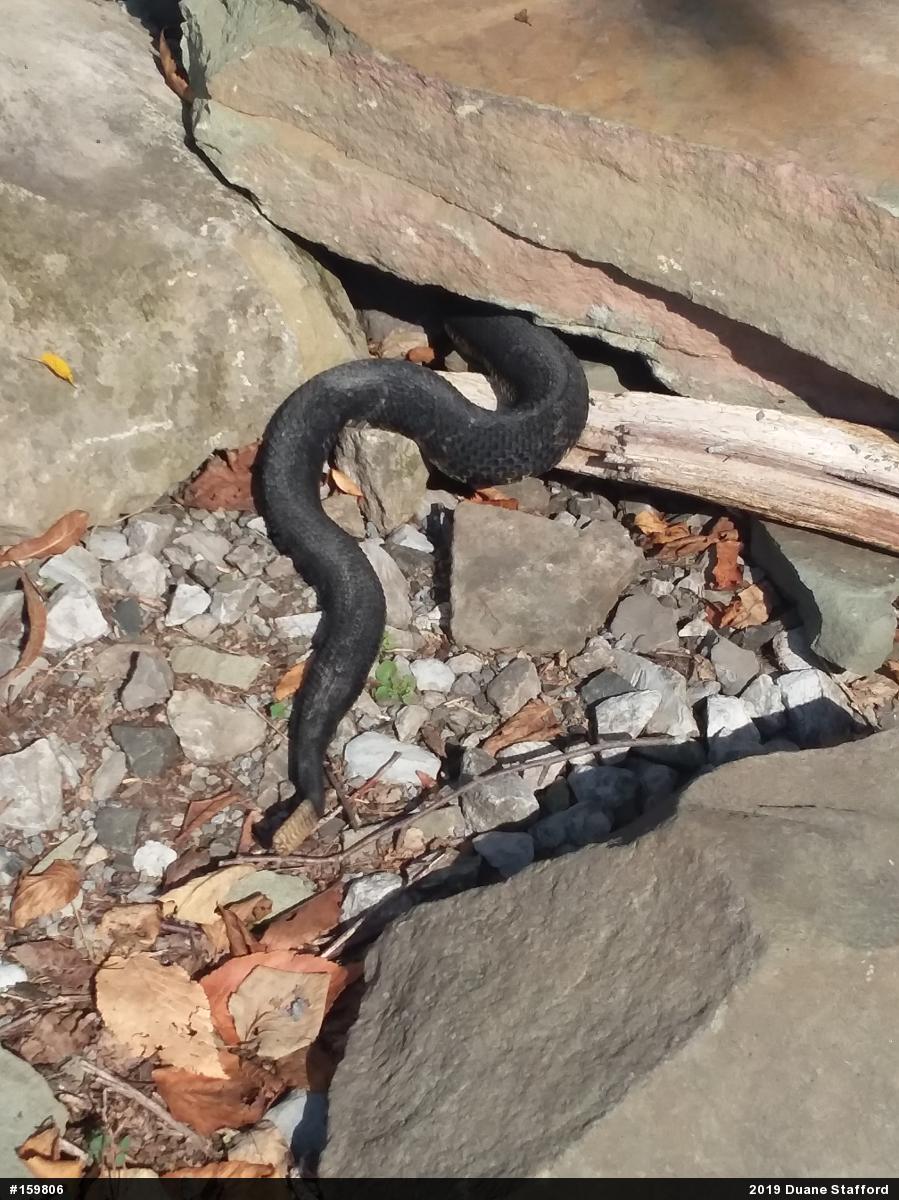 Timber Rattlesnake