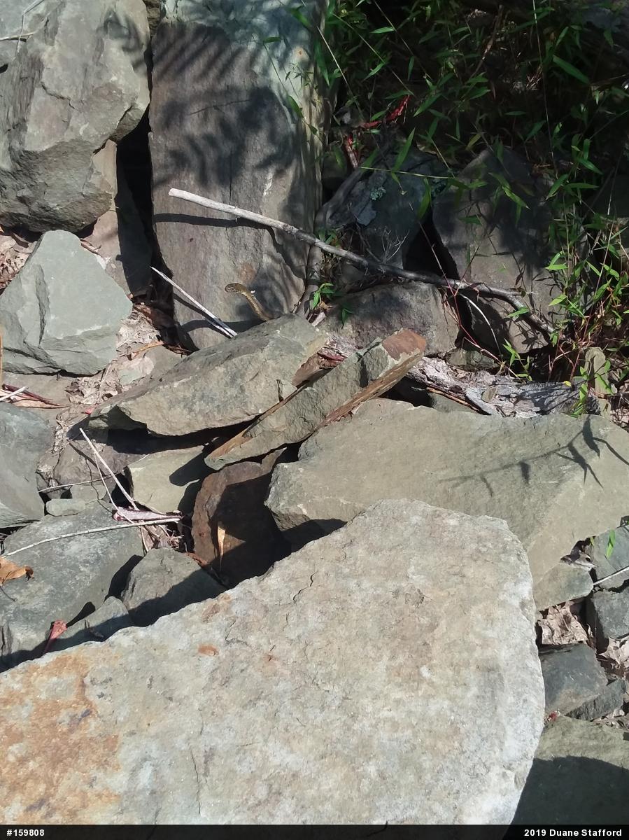 Northern Watersnake