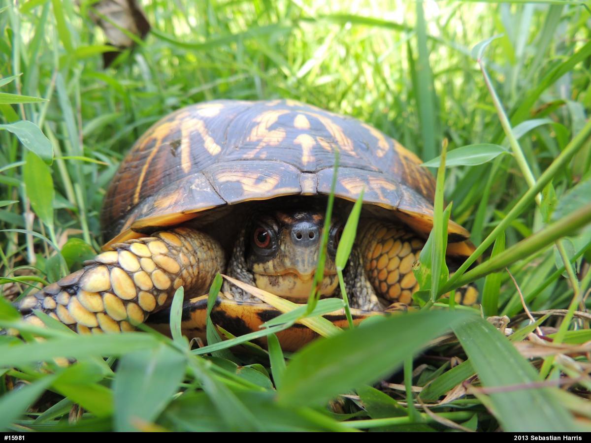 Eastern Box Turtle