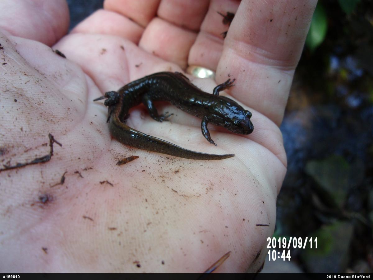 Northern Dusky Salamander