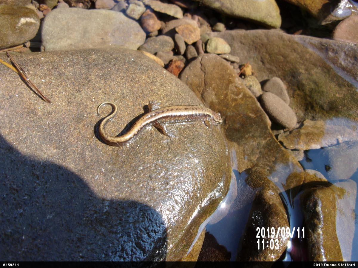 Allegheny Mountain Dusky Salamander