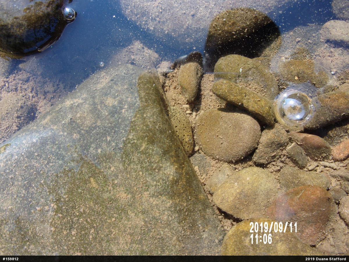 American Bullfrog