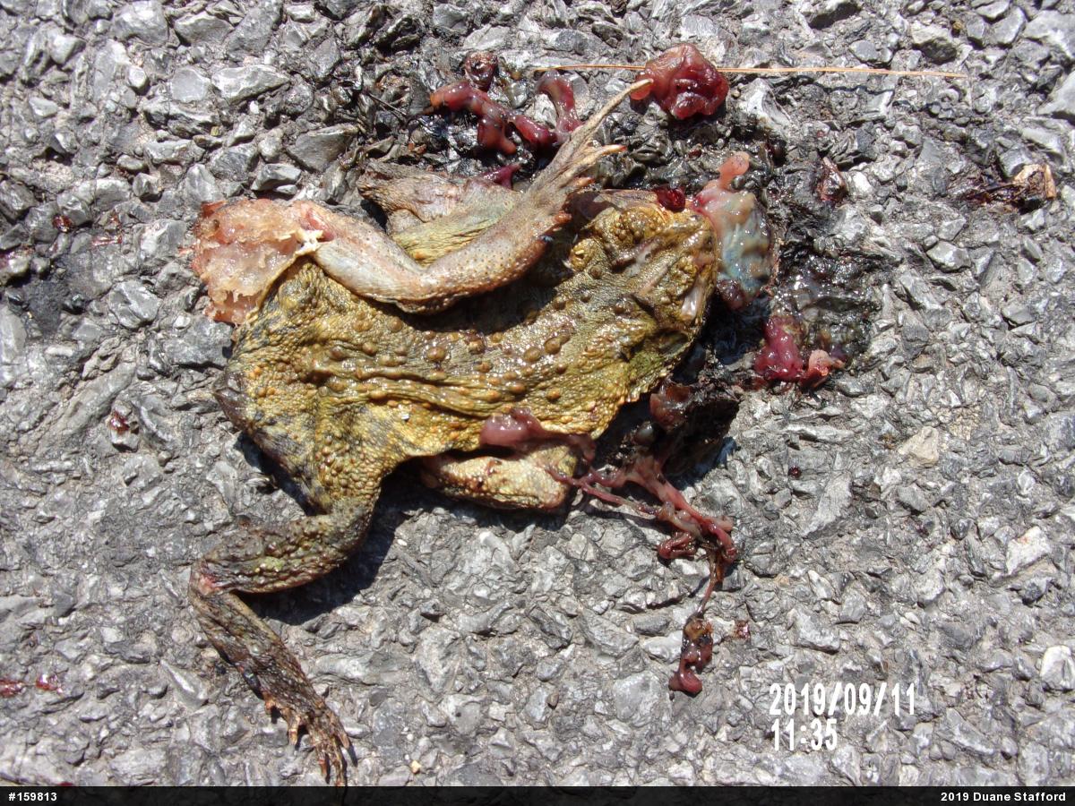 Eastern American Toad