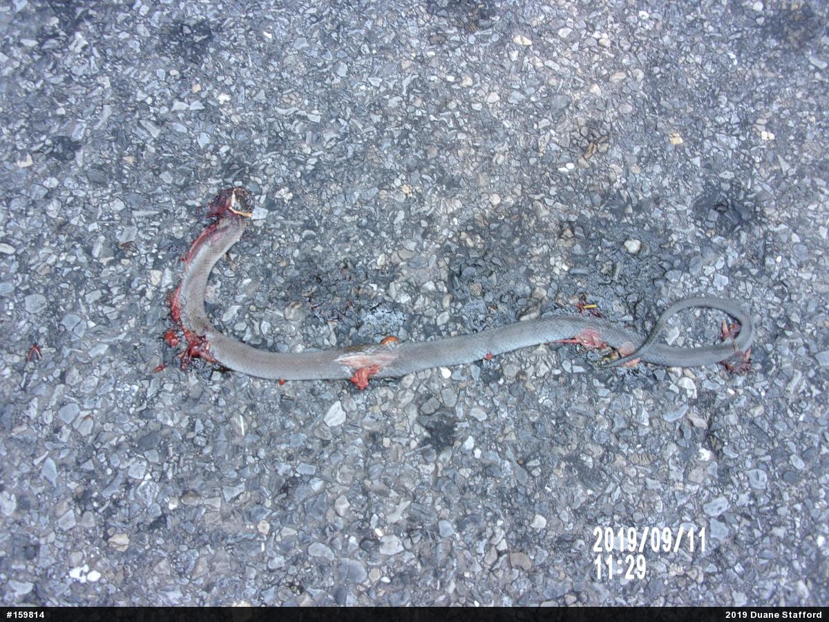 Northern Ring-necked Snake