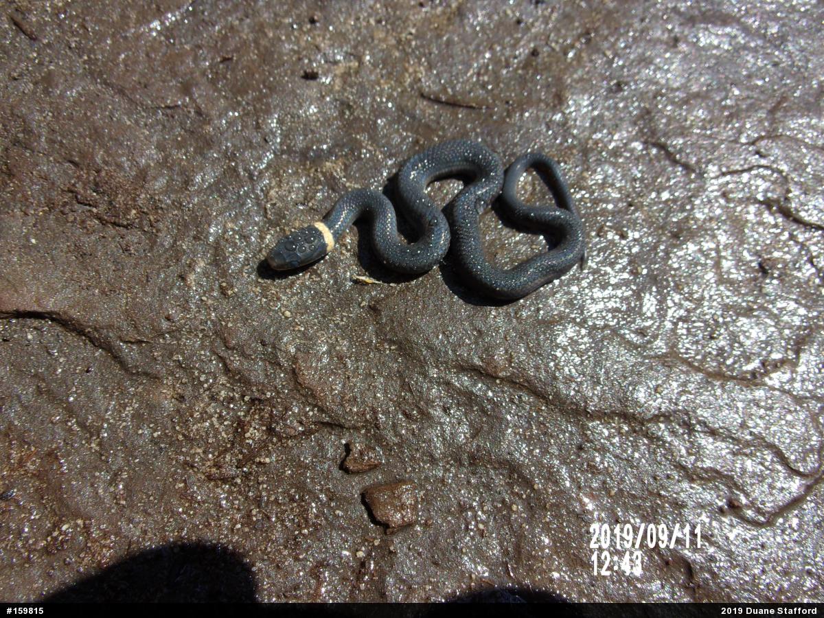Northern Ring-necked Snake