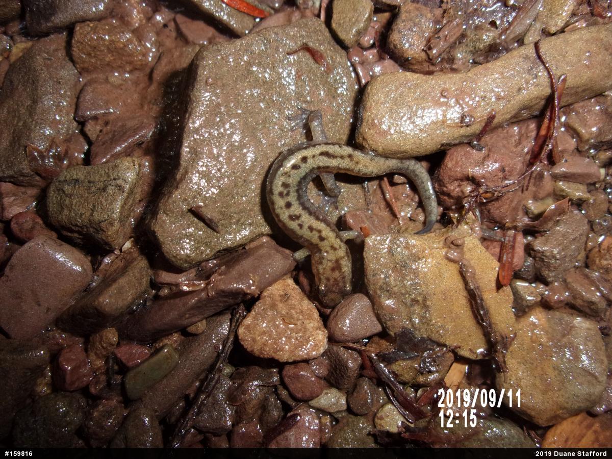 Allegheny Mountain Dusky Salamander