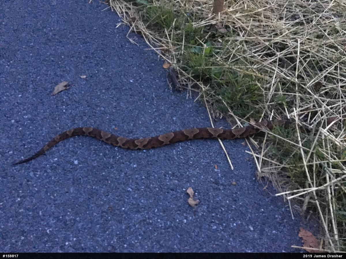Northern Copperhead