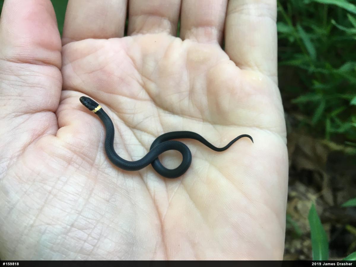 Northern Ring-necked Snake