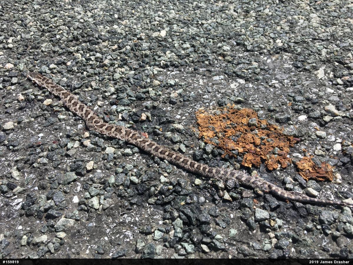 Eastern Ratsnake
