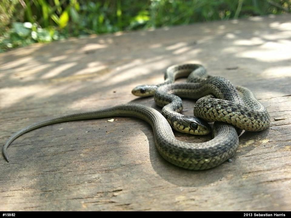Eastern Gartersnake