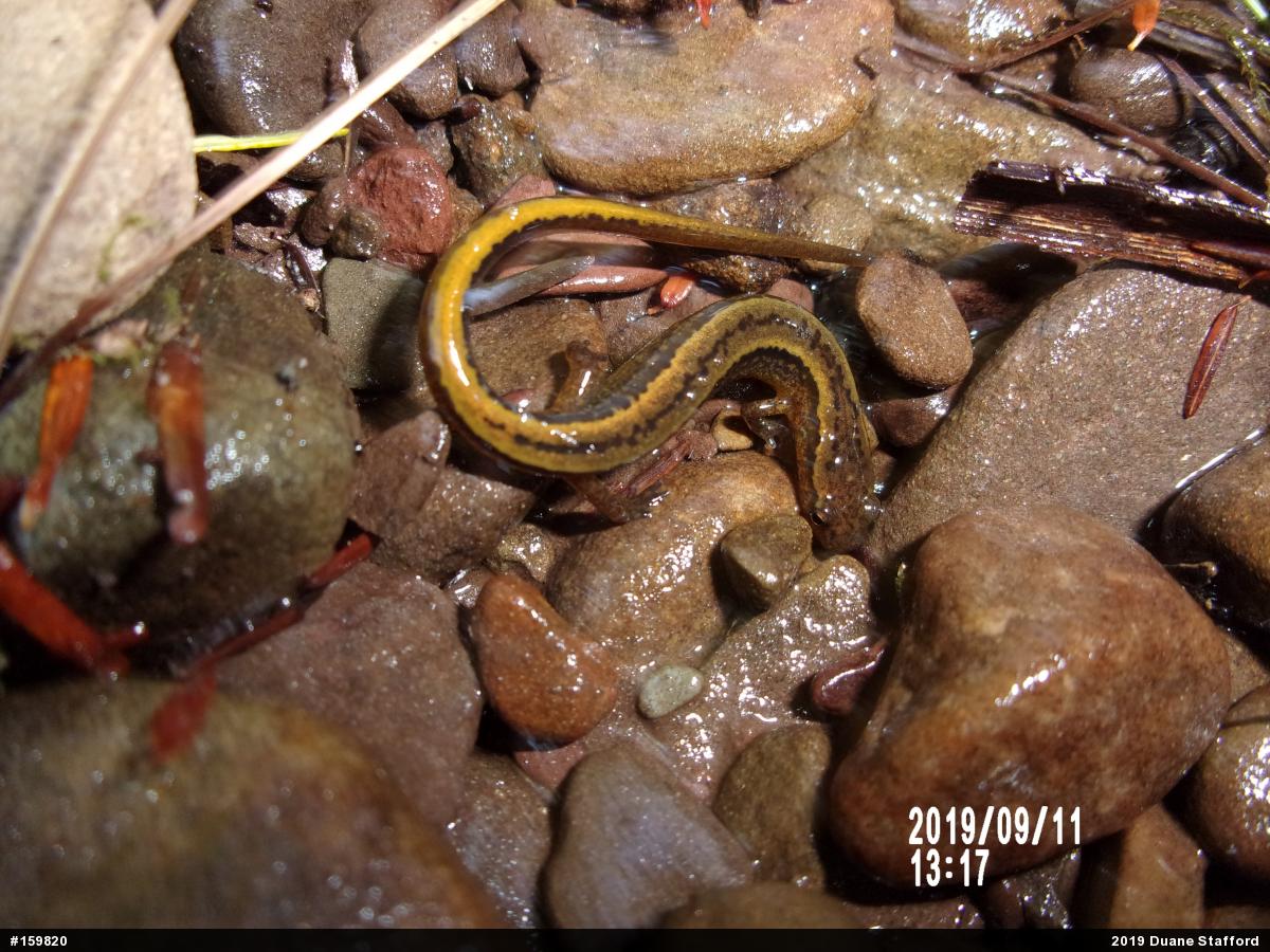 Northern Two-lined Salamander