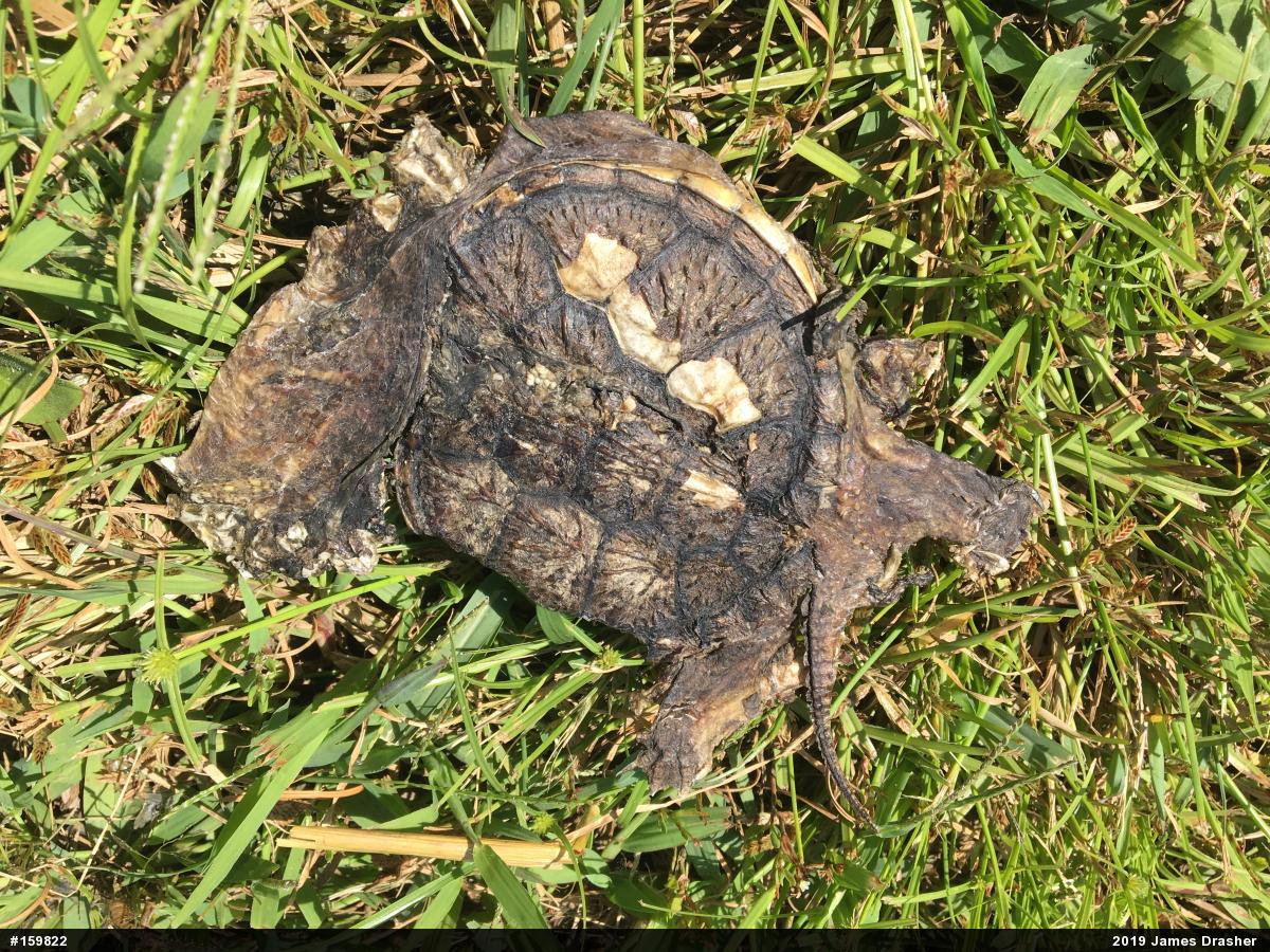 Snapping Turtle