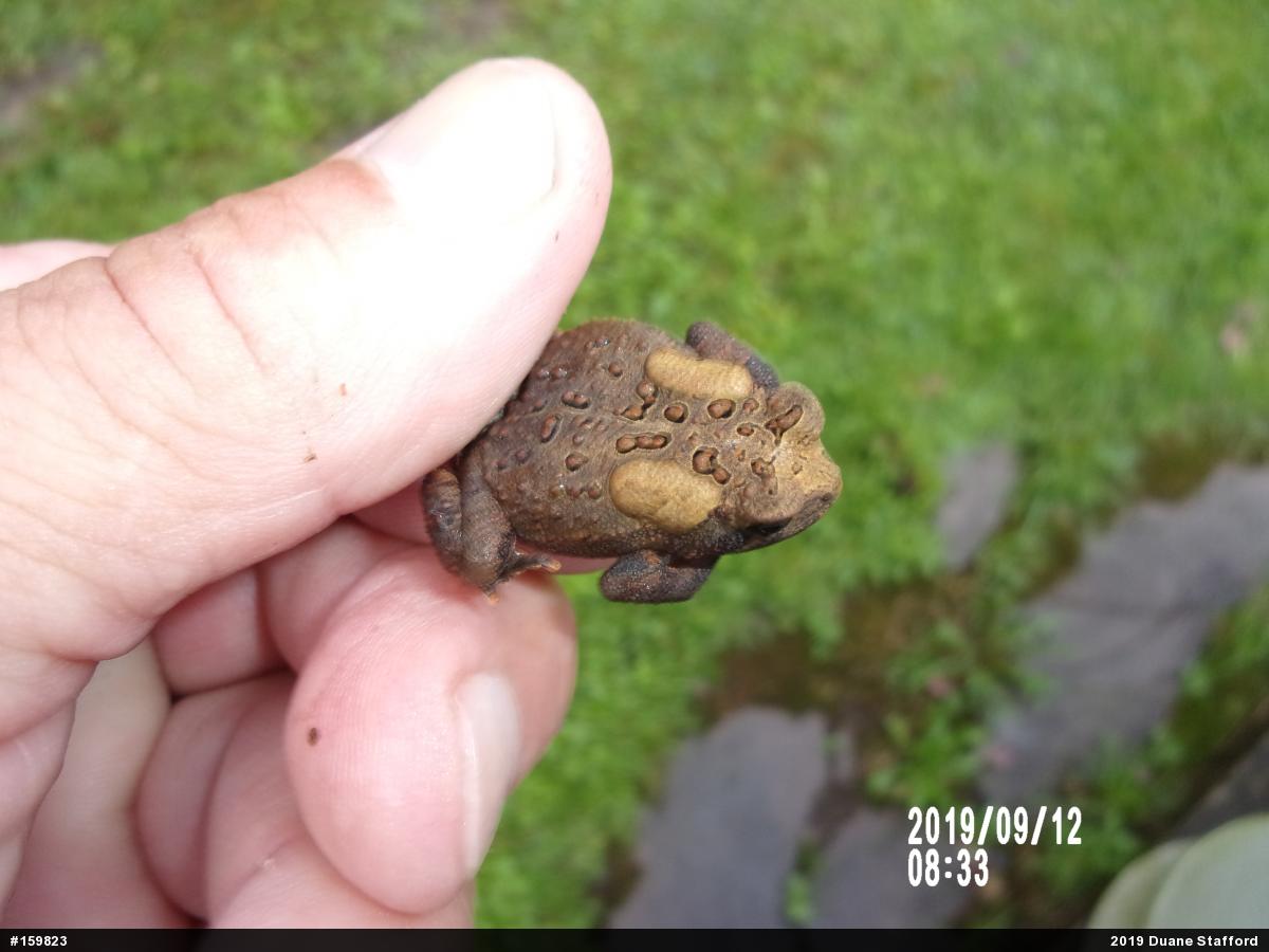 Eastern American Toad