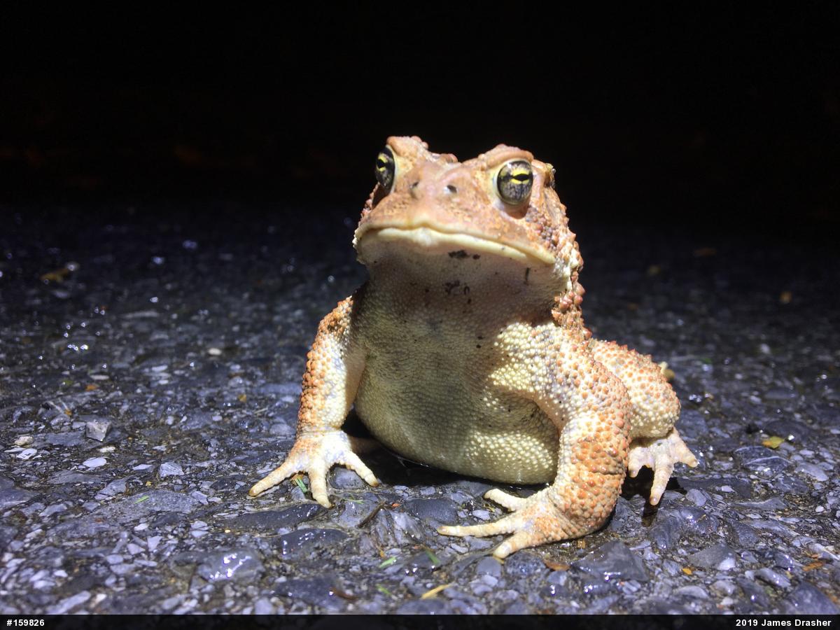 Eastern American Toad