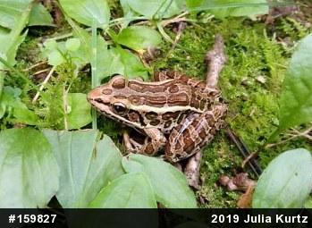 Pickerel Frog