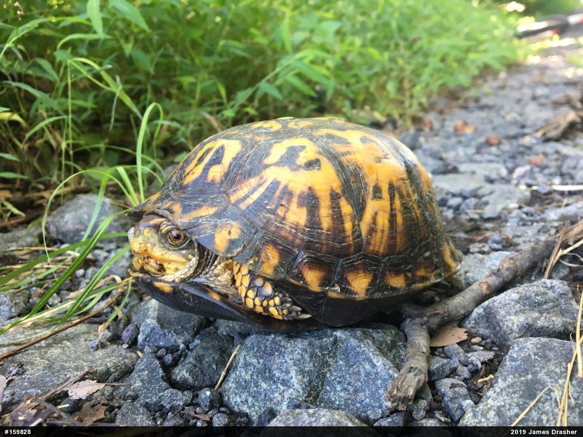 Eastern Box Turtle