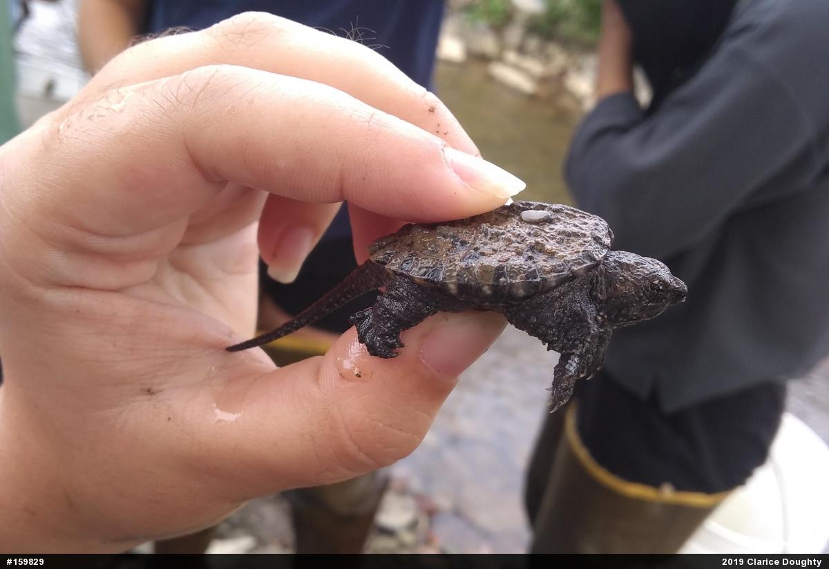 Snapping Turtle