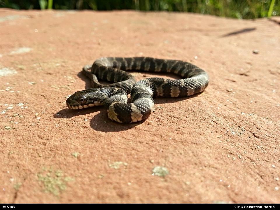 Northern Watersnake