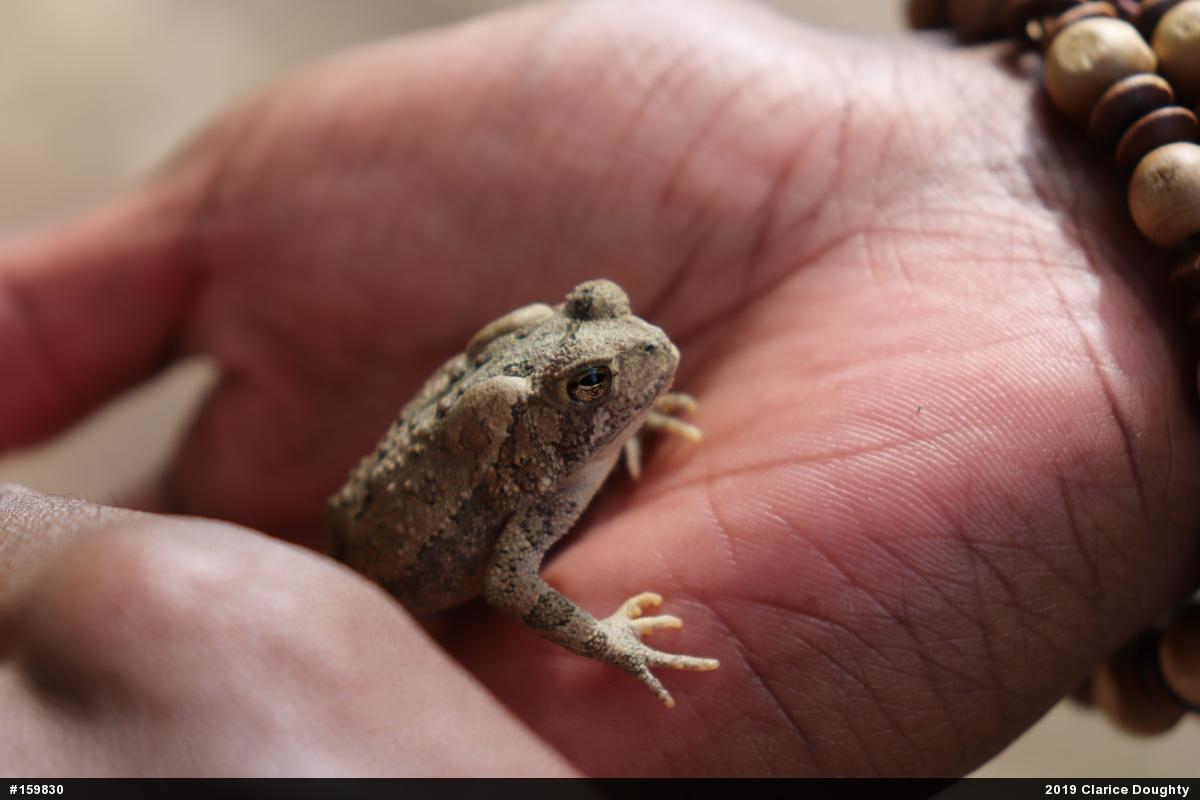 Eastern American Toad
