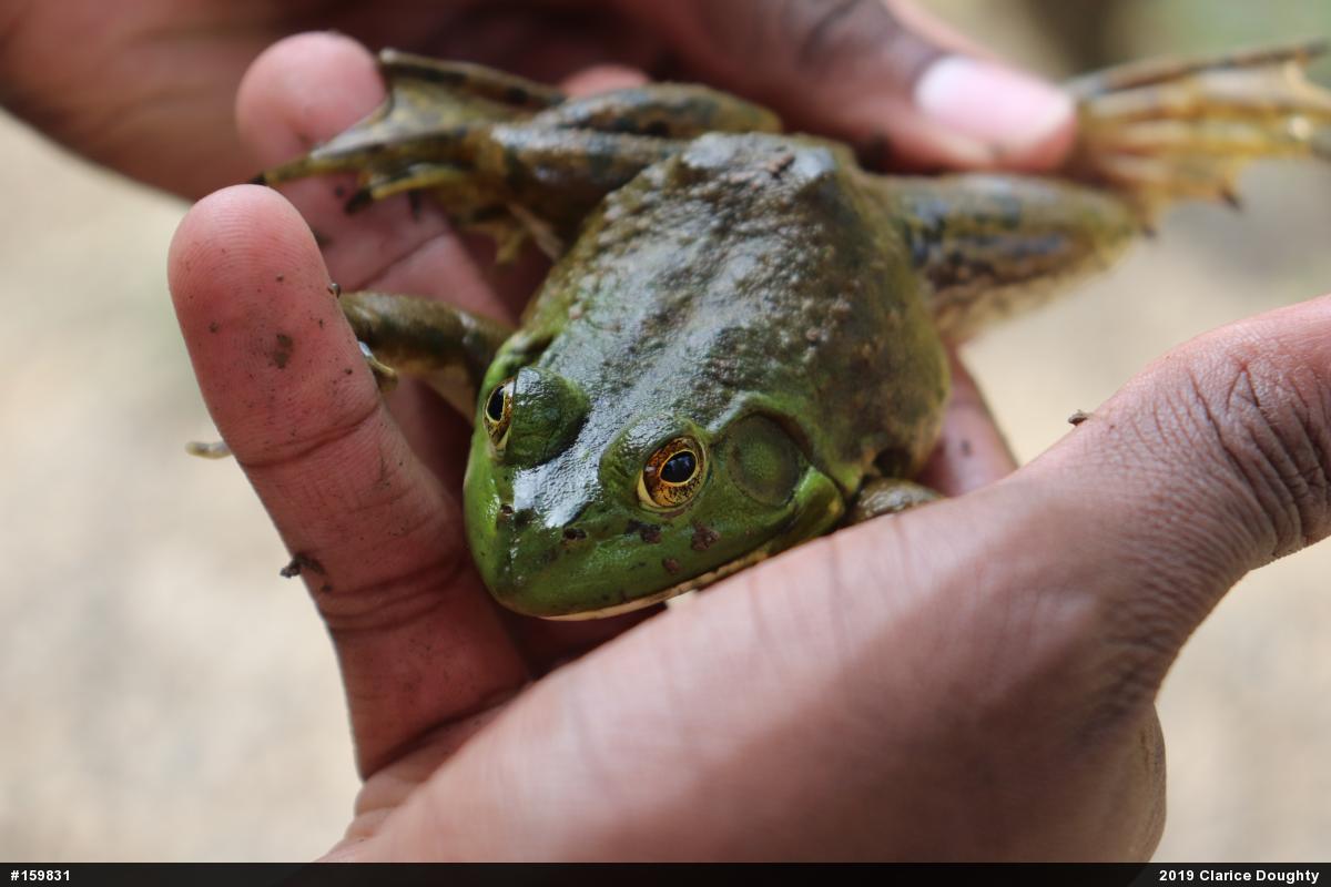 American Bullfrog