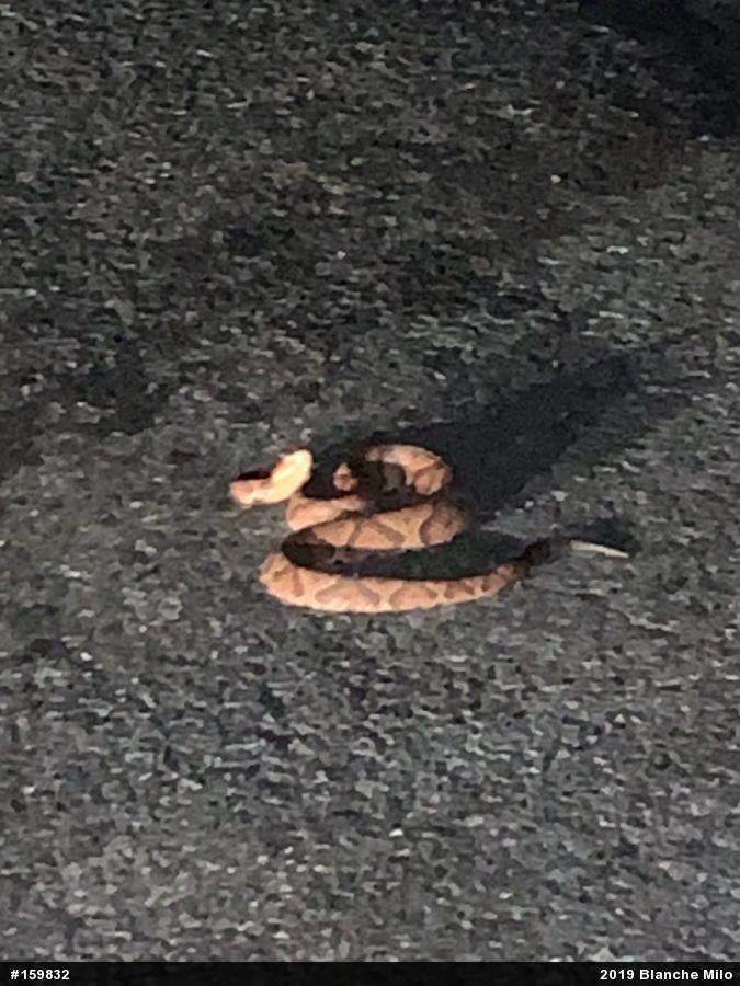 Northern Copperhead