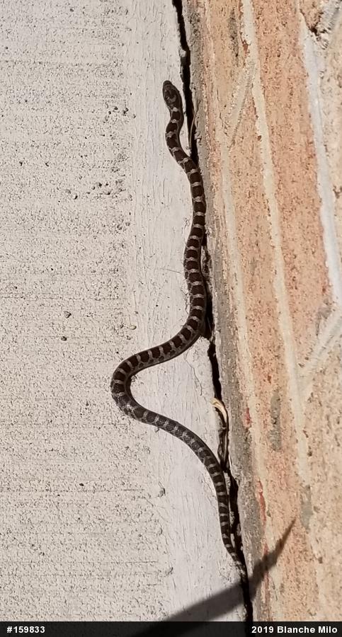 Eastern Milksnake