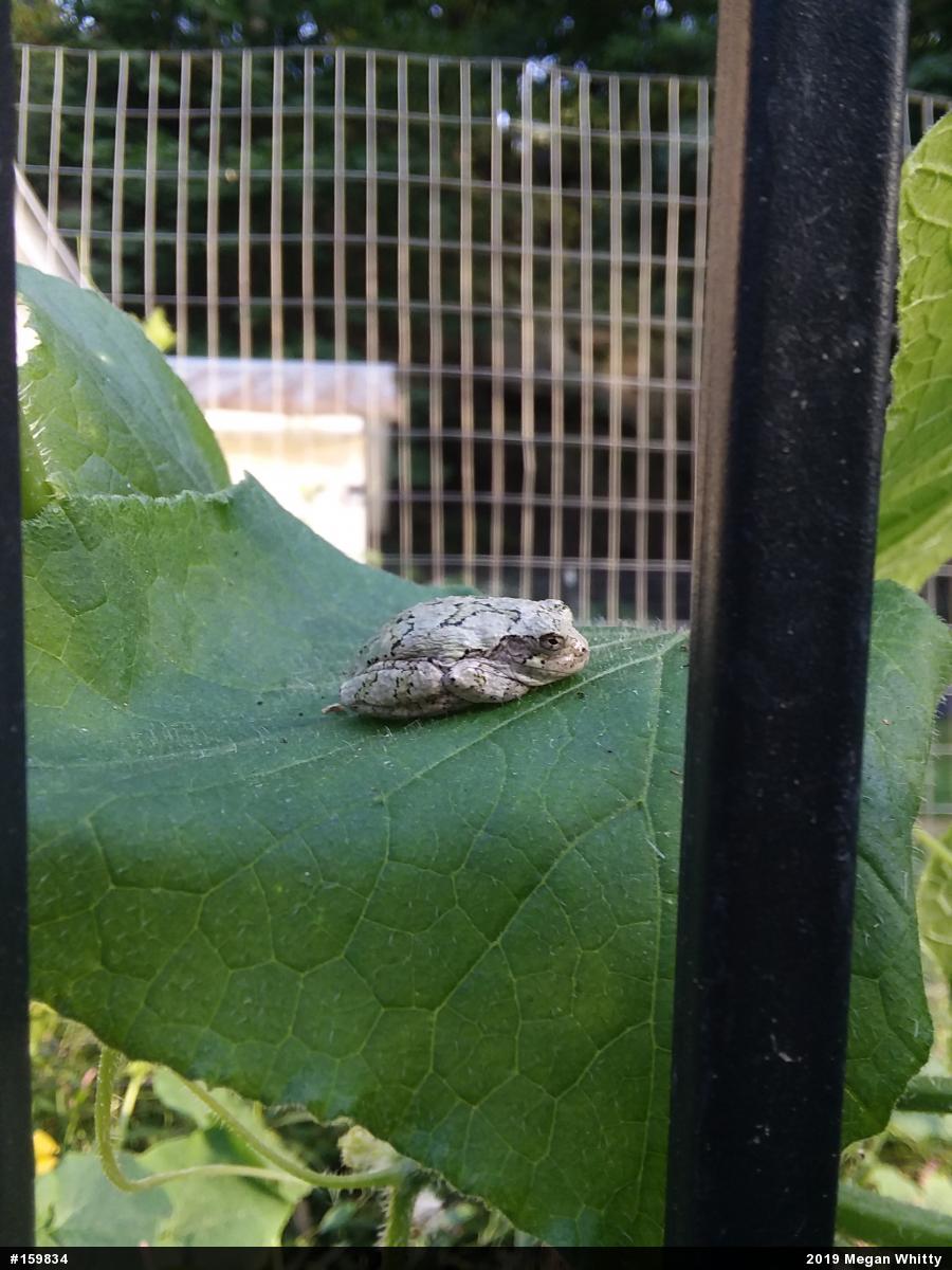 Unknown Gray Treefrog