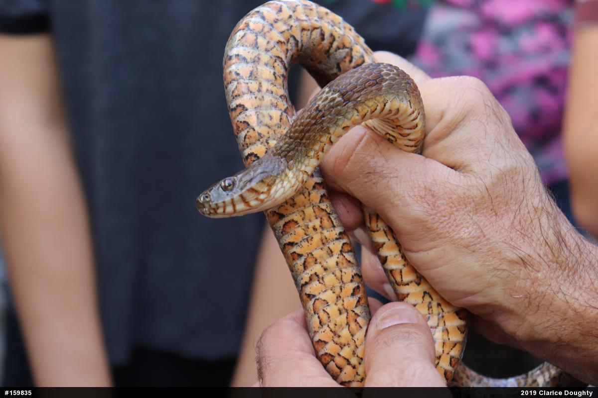 Northern Watersnake