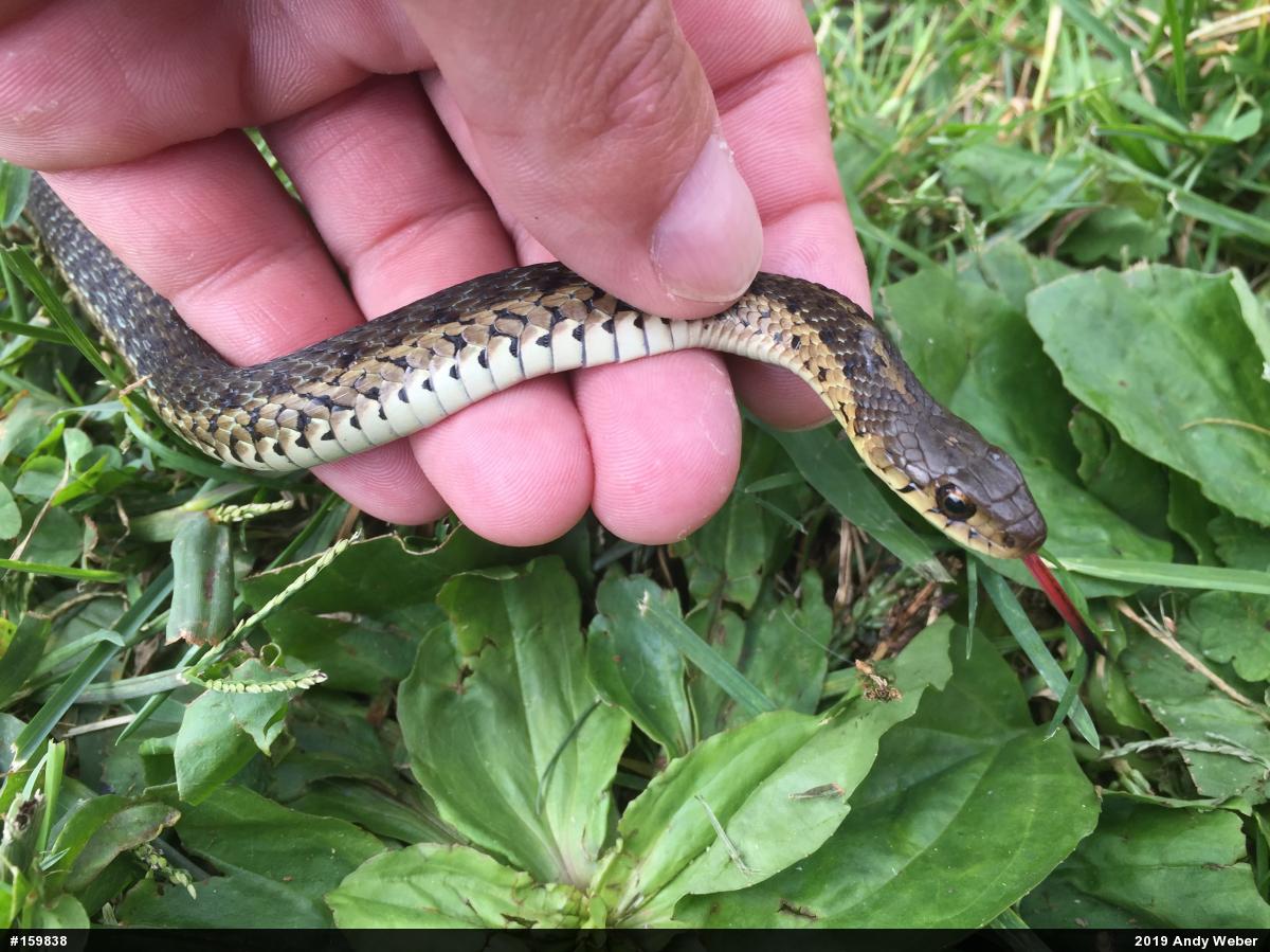 Eastern Gartersnake