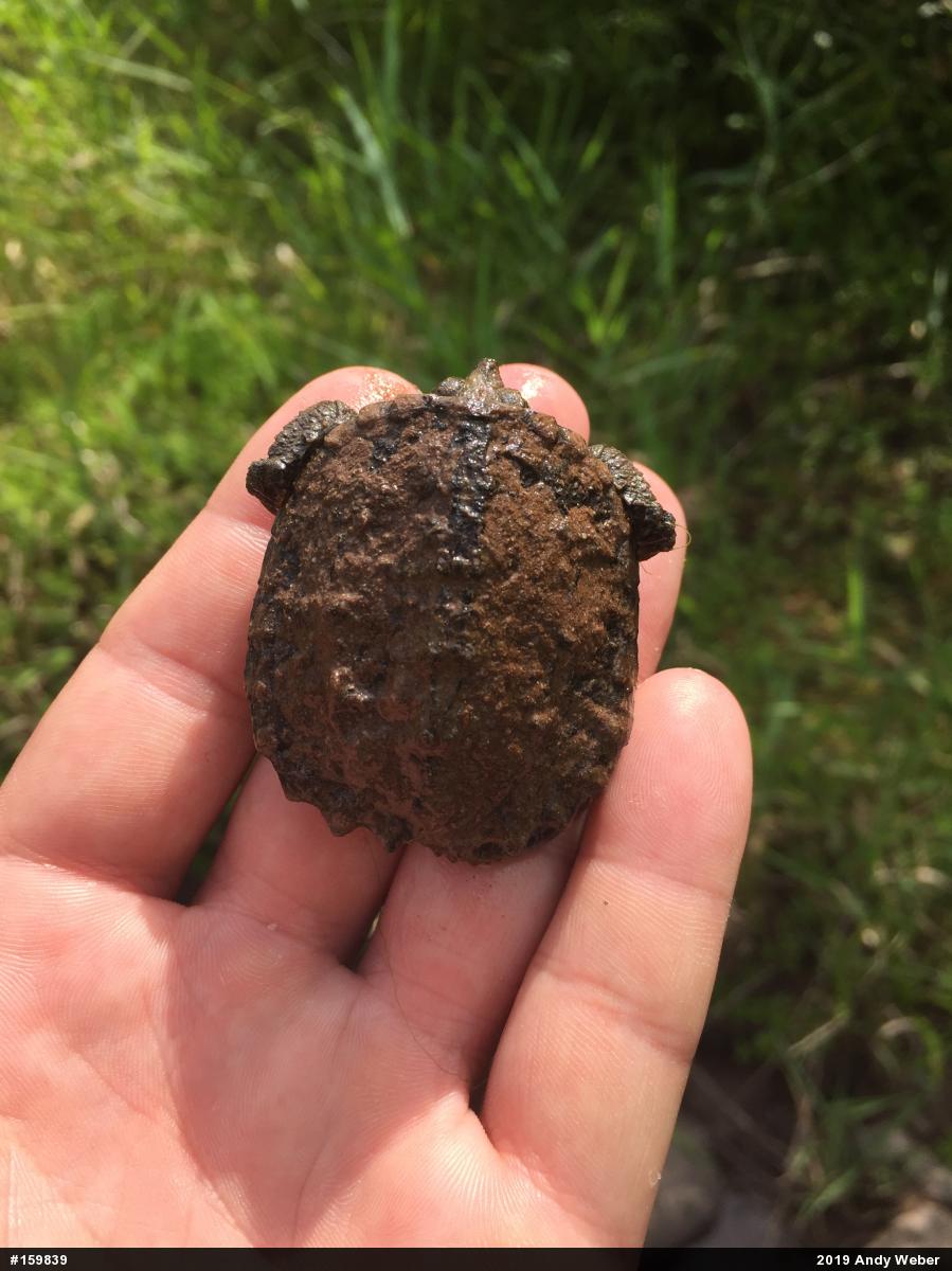 Snapping Turtle