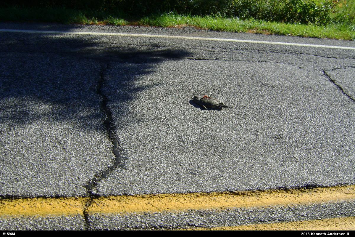 Snapping Turtle