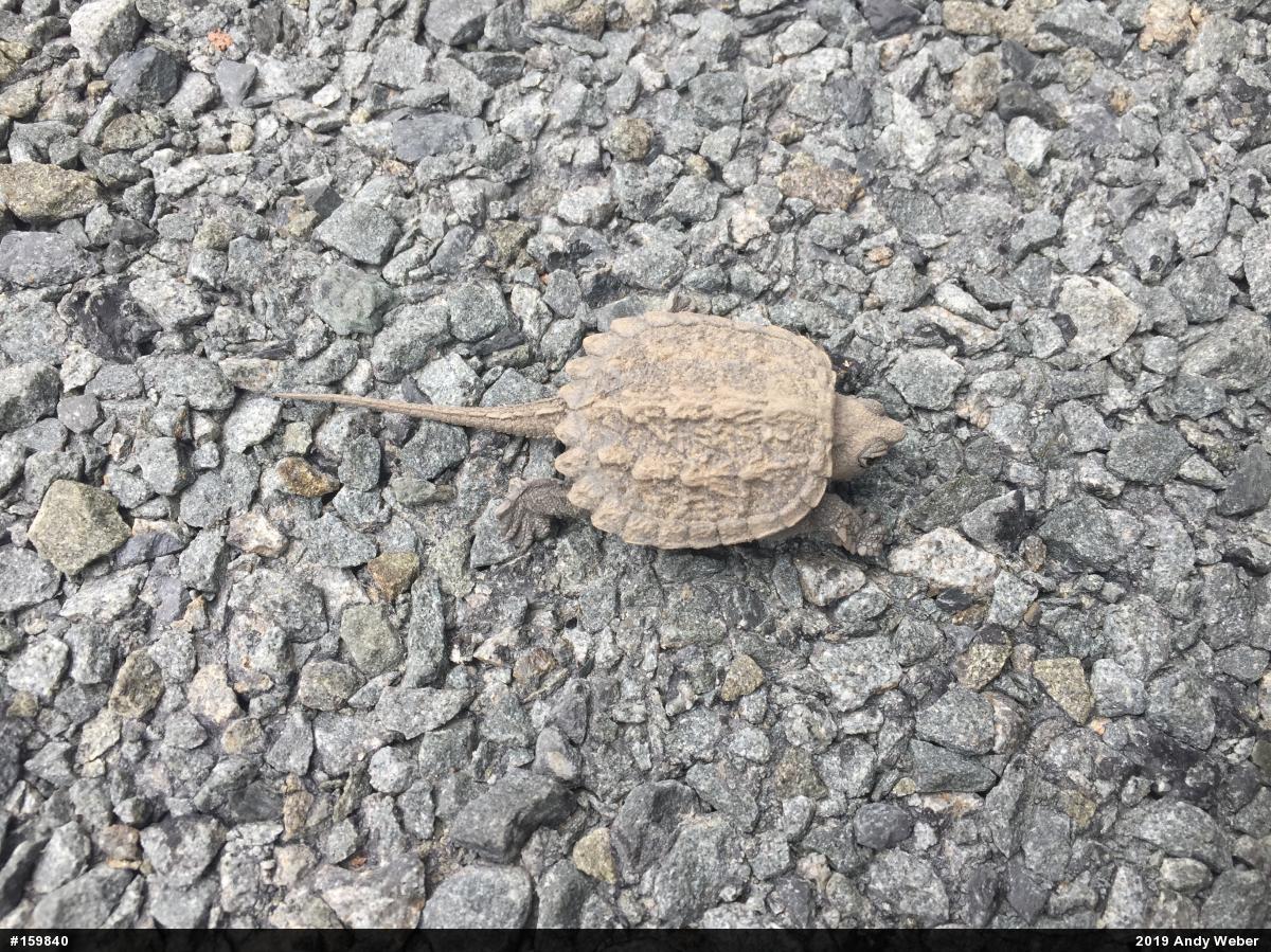 Snapping Turtle