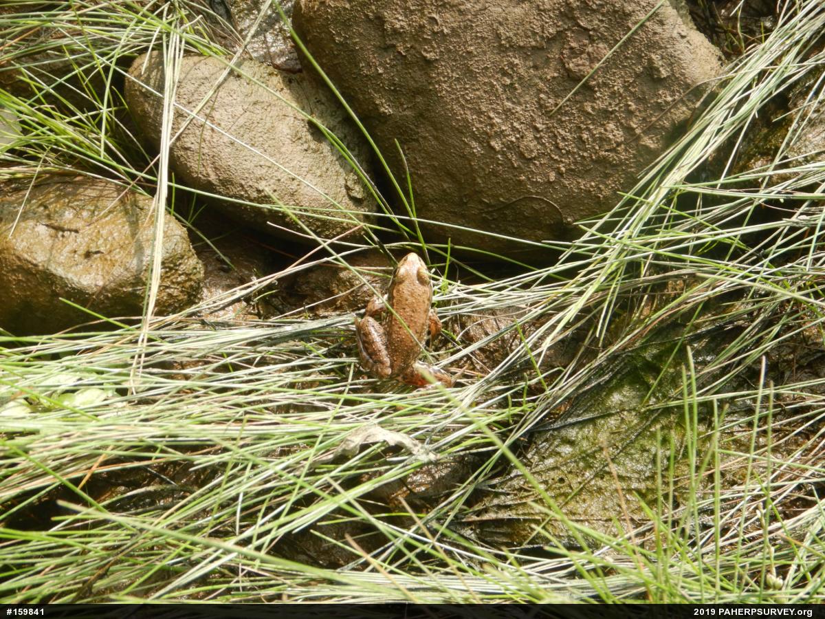 Green Frog