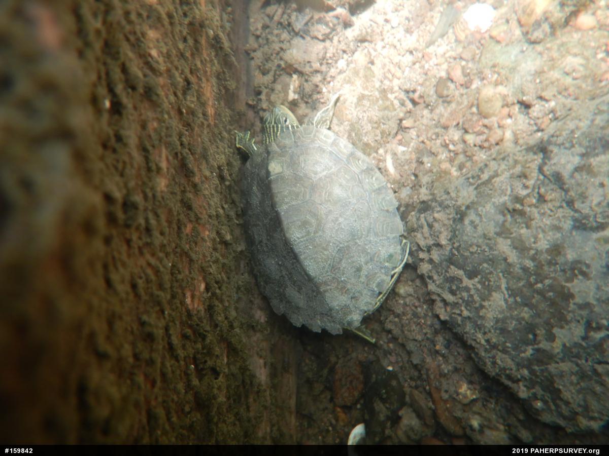 Northern Map Turtle