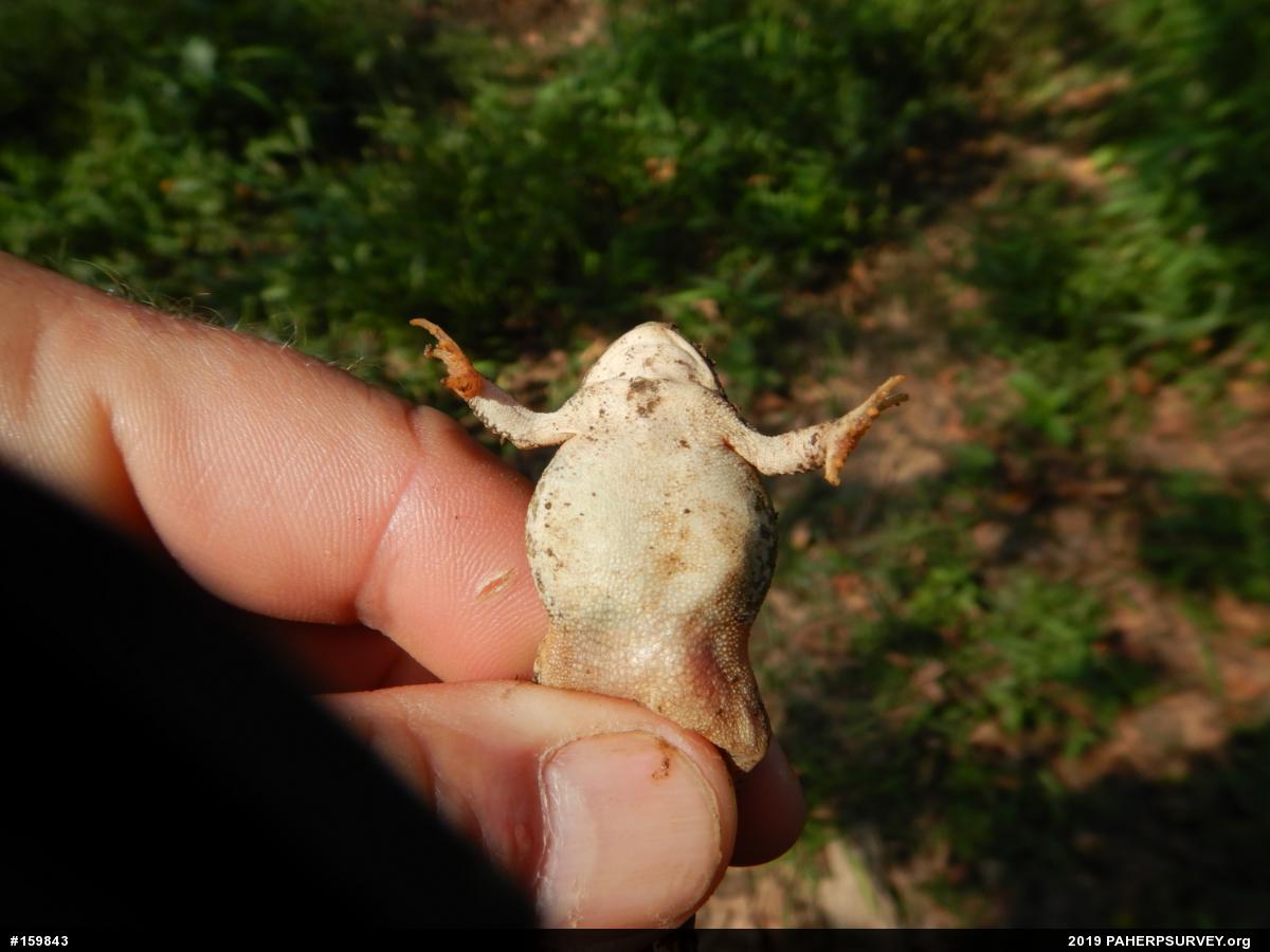 Fowler's Toad