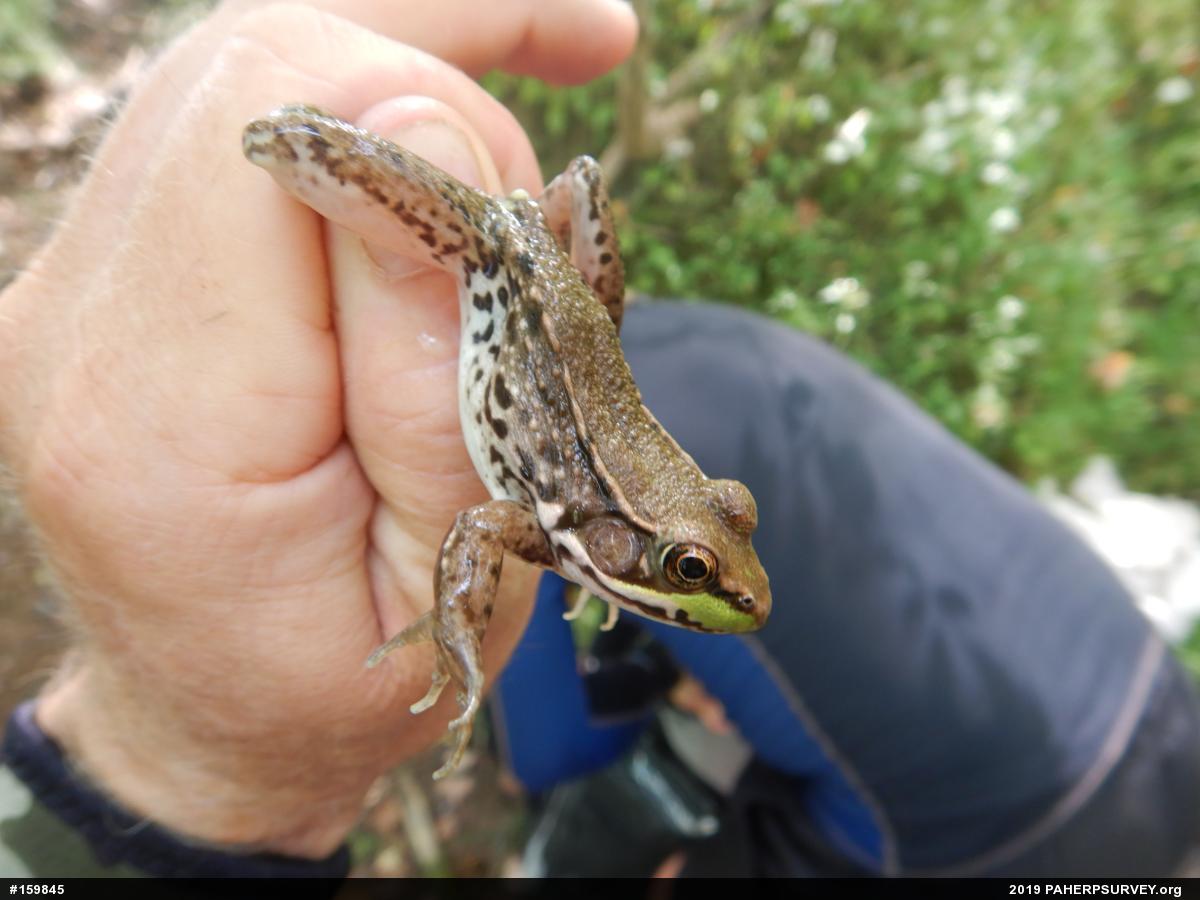 Green Frog