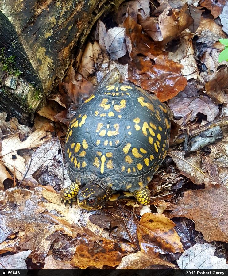 Eastern Box Turtle