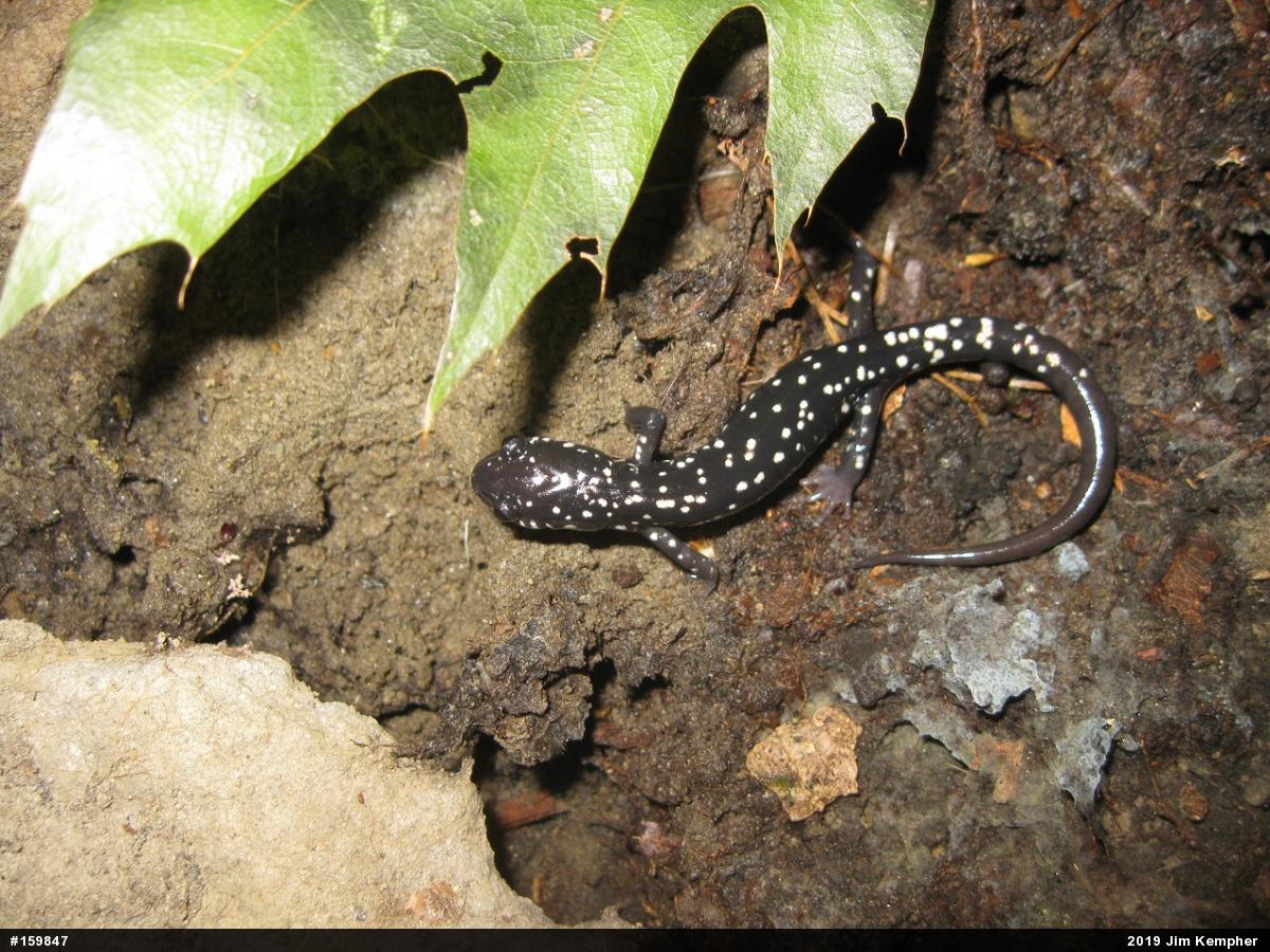Northern Slimy Salamander