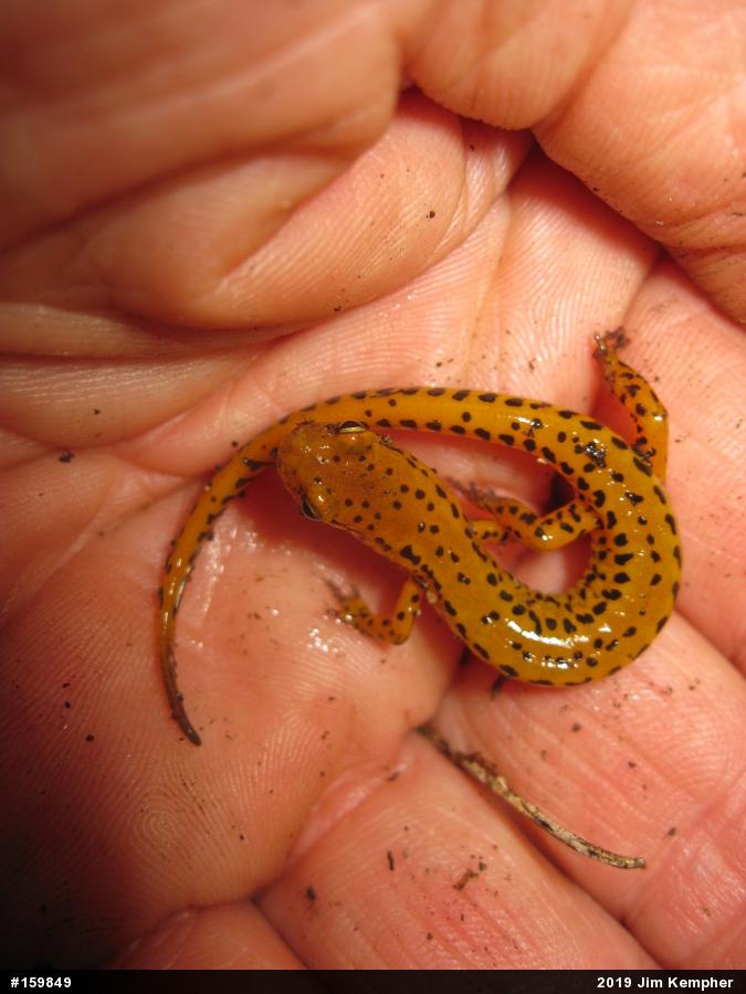 Eastern Long-tailed Salamander