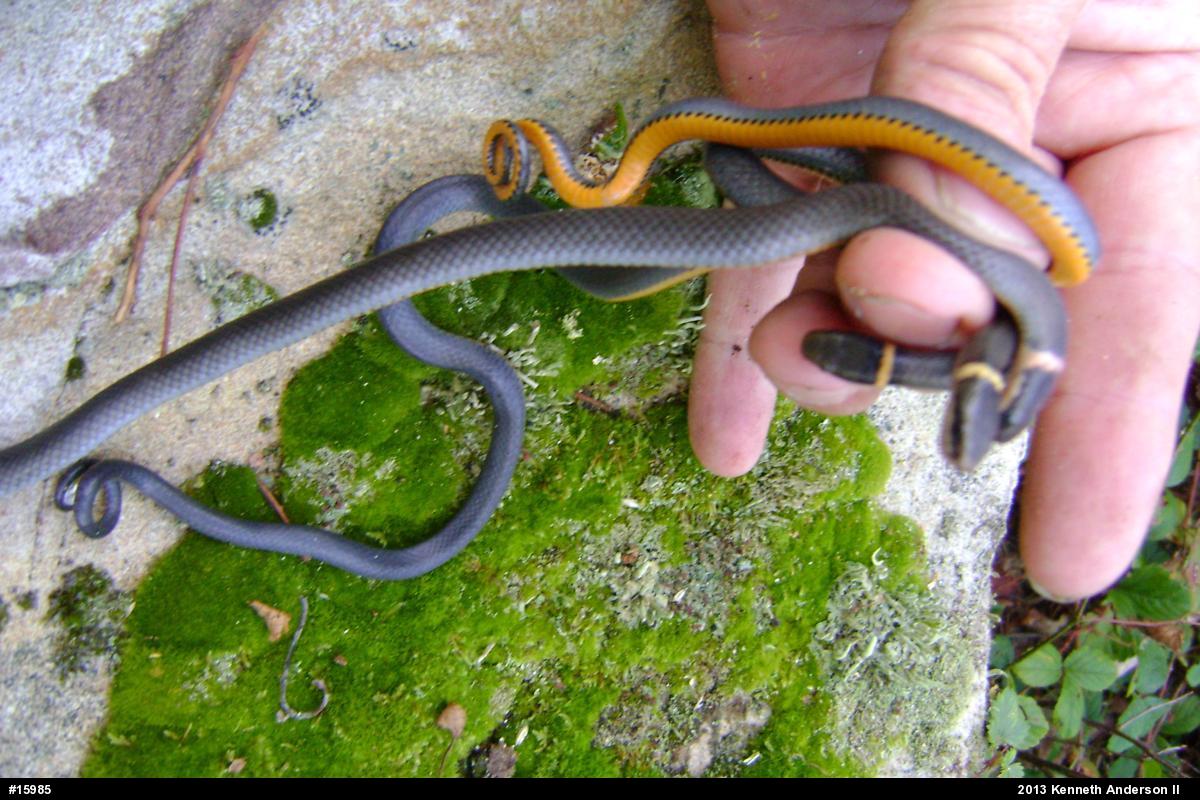 Northern Ring-necked Snake