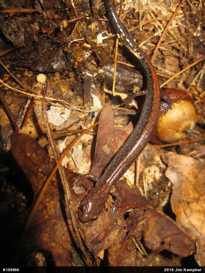 Eastern Red-backed  Salamander