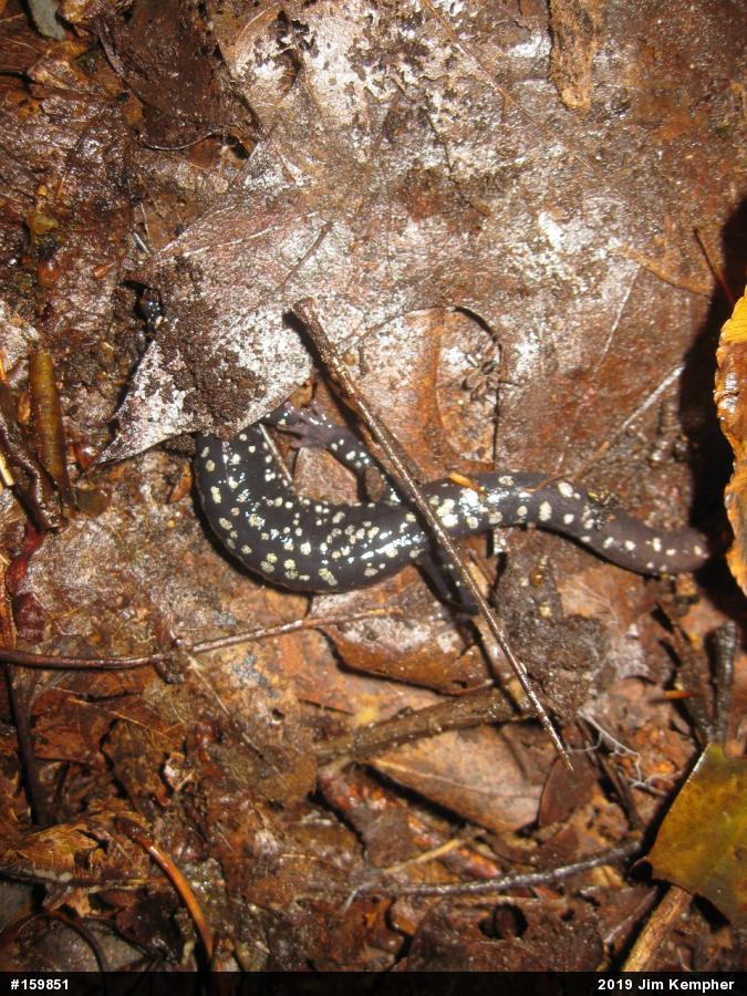 Northern Slimy Salamander